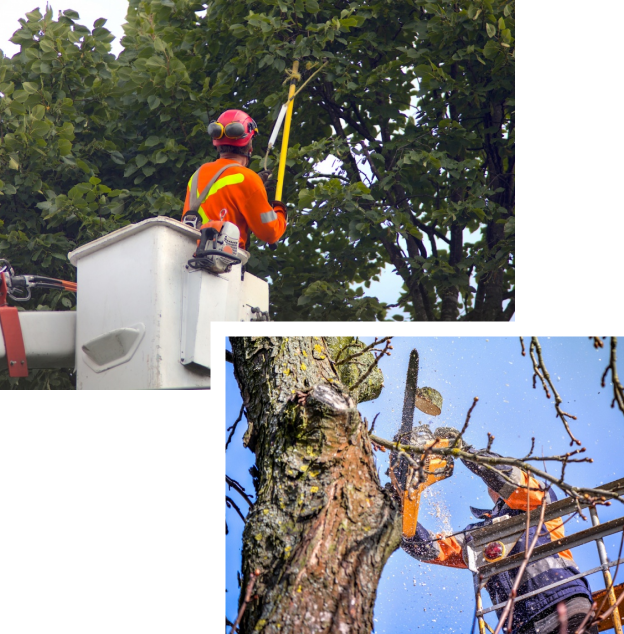 paysagiste à Vichy entrain de tailler un arbuste